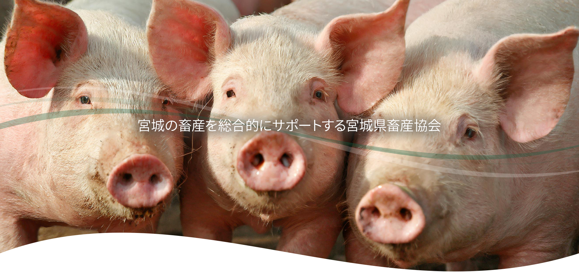 一般社団法人宮城県畜産協会